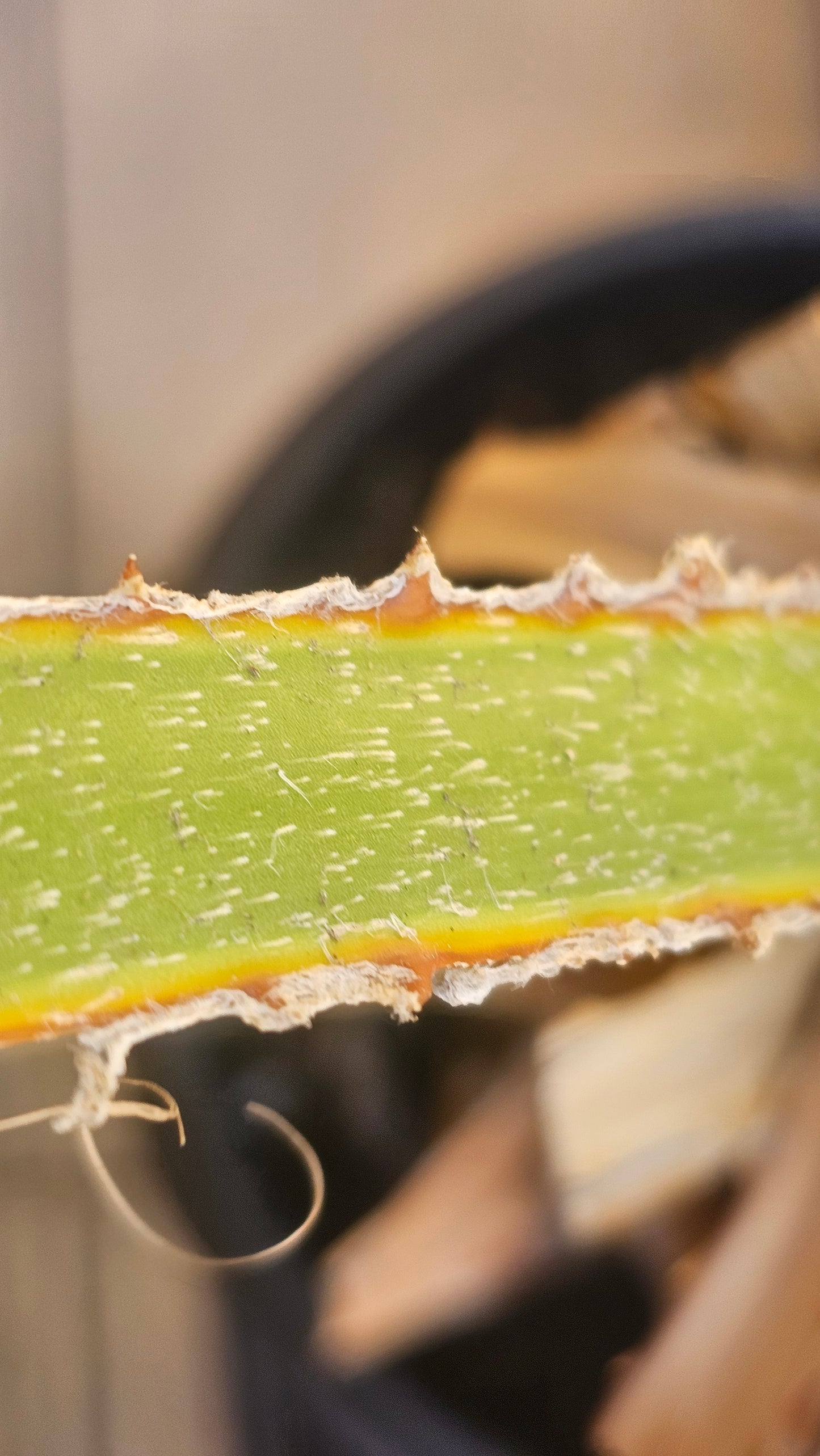 Black Opium by Yves Saint Laurent 5ml